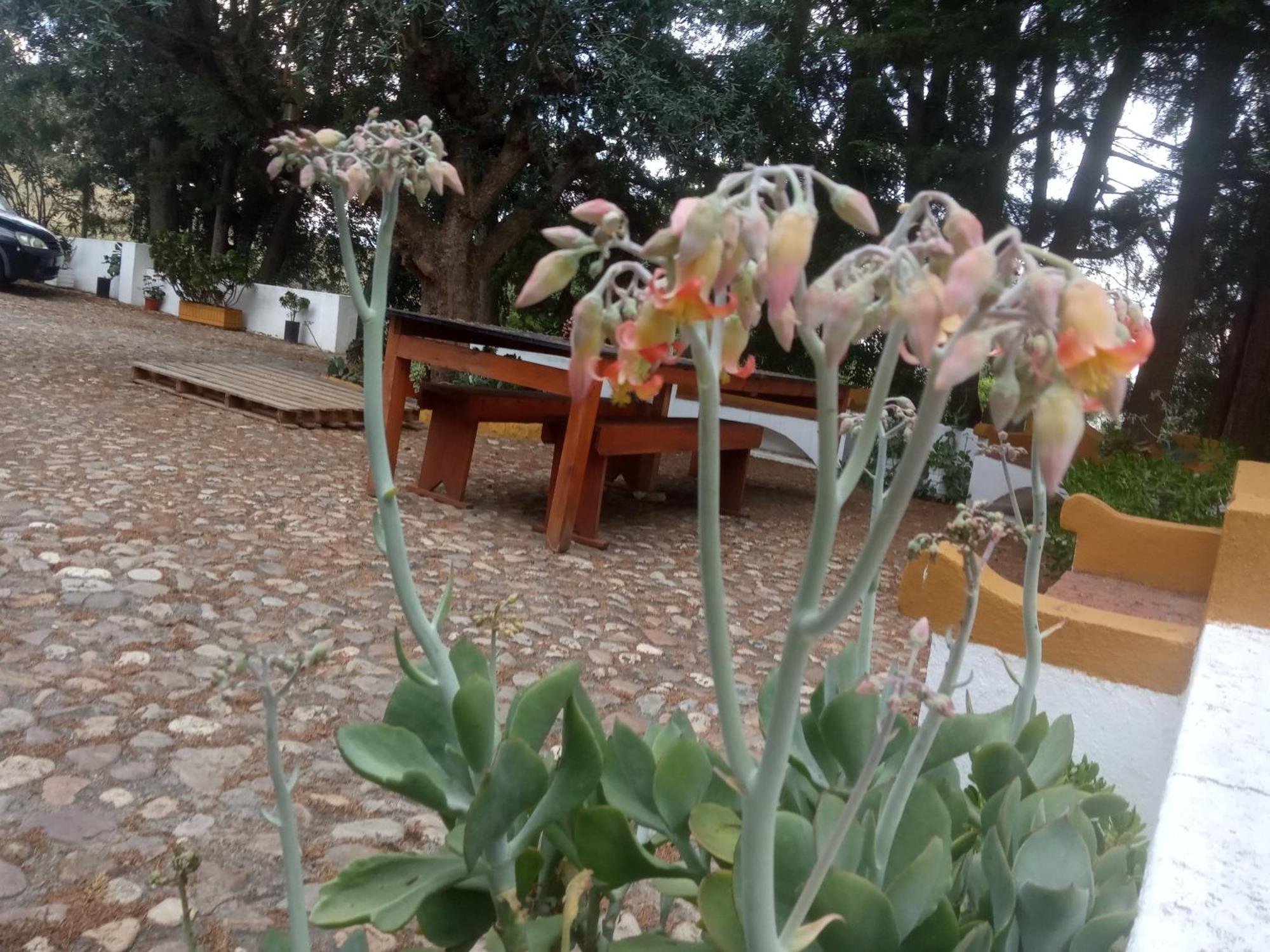 Monte Da Samarra Villa Авис Екстериор снимка