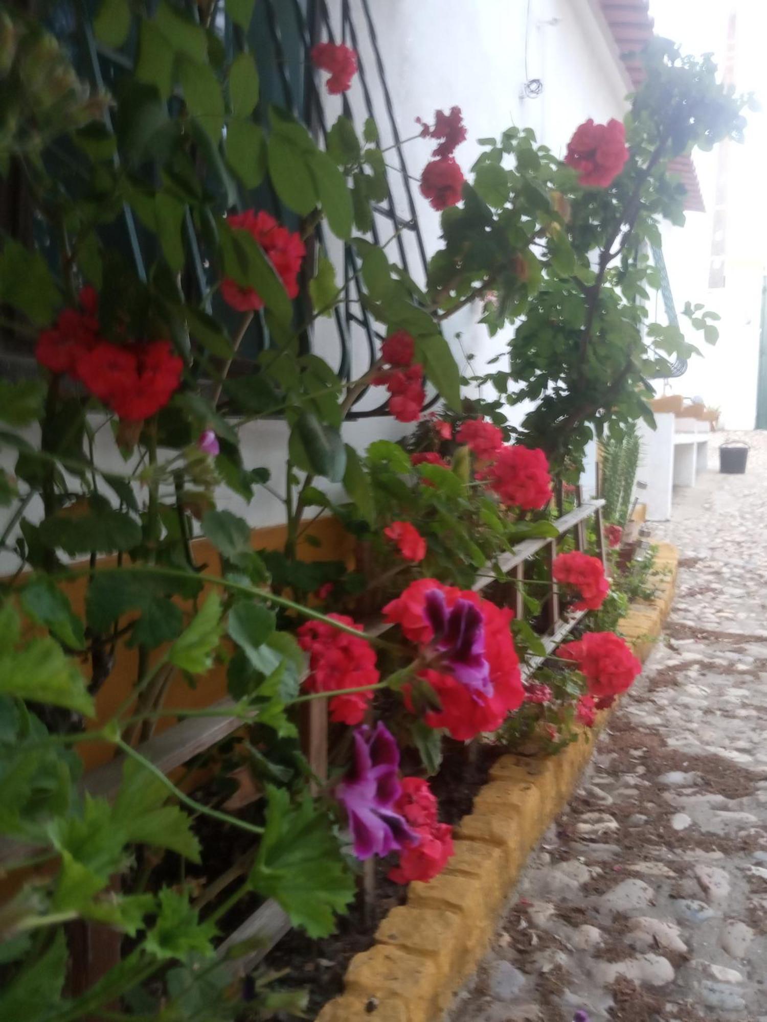Monte Da Samarra Villa Авис Екстериор снимка